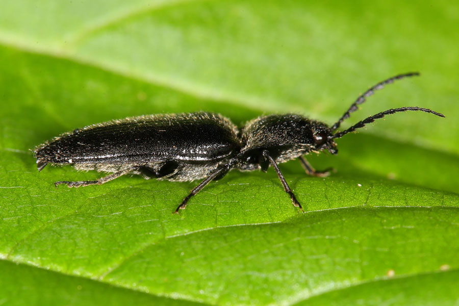 Hemicrepidus niger - Schwarzer Rauhaarschnellkäfer, Käfer auf Blatt