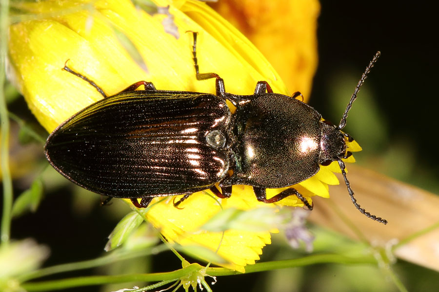 Selatosomus aeneus - Glanzschnellkäfer, Käfer auf gelber Blüte