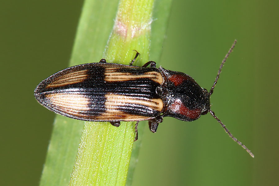 Selatosomus cruciatus - Kreuz-Schnellkäfer, Käfer auf Gras