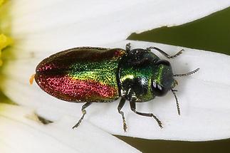 Anthaxia cf. fulgurans - kein dt. Name bekannt, Käfer Männchen auf weißem Blütenblatt