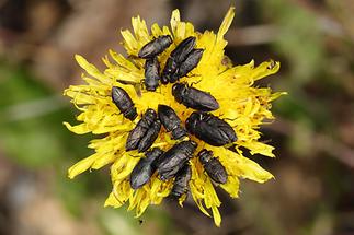 Anthaxia quadripunctata cf. - Vierpunktiger Kiefernprachtkäfer, 16 Käfer auf Löwenzahnblüte