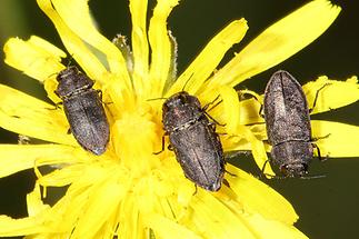 Anthaxia quadripunctata cf. - Vierpunktiger Kiefernprachtkäfer, 3 Käfer auf Löwenzahnblüte