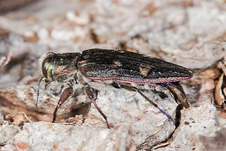 Chrysobothris cf. igniventris - kein dt. Name bekannt, Käfer auf Baumrinde (2)