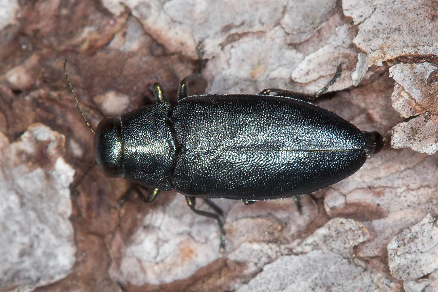 Phaenops cyanea - Blauer Kiefernprachtkäfer, Käfer auf Holzrinde