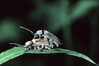 Dascillus cervinus - Behaarter Moorweichkäfer, Käfer Paar