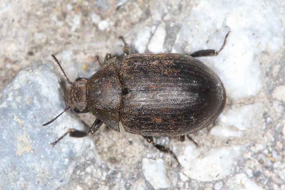 Byrrhus pilula - Gemeiner Pillenkäfer