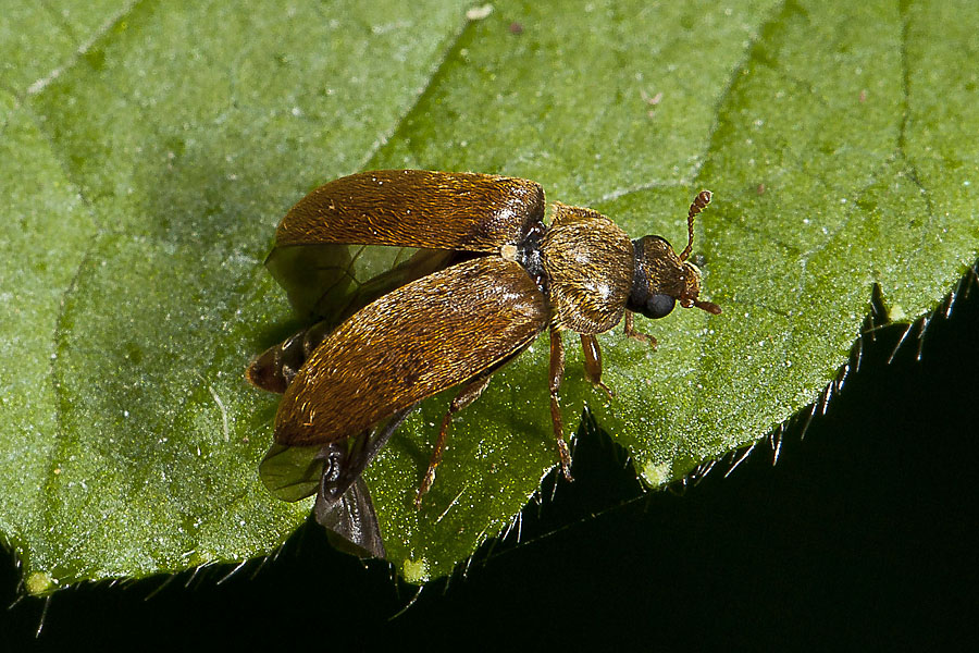 Byturus ochraceus - kein dt. Name bekannt, Käfer auf Blatt