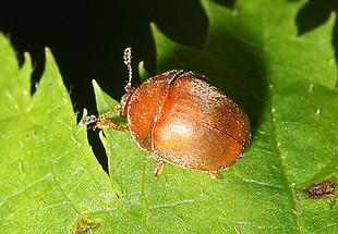Cychramus luteus - Brauner Glanzkäfer, Käfer auf Blatt