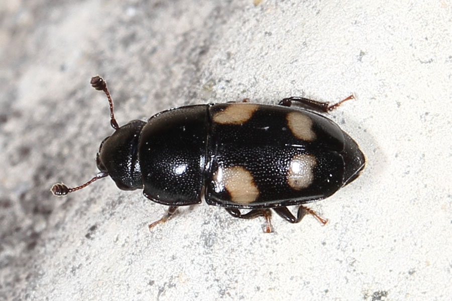 Glischrochilus quadrisignatus - Picknickkäfer, Käfer auf Mauer