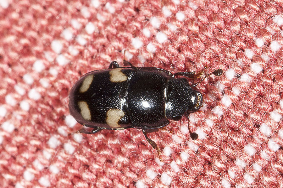 Glischrochilus quadrisignatus - Picknickkäfer, Käfer auf Tischtuch