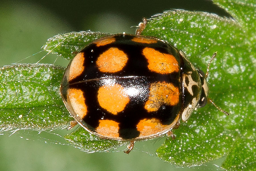 Adalia decempunctata - Zehnpunkt-Marienkäfer, Farbform