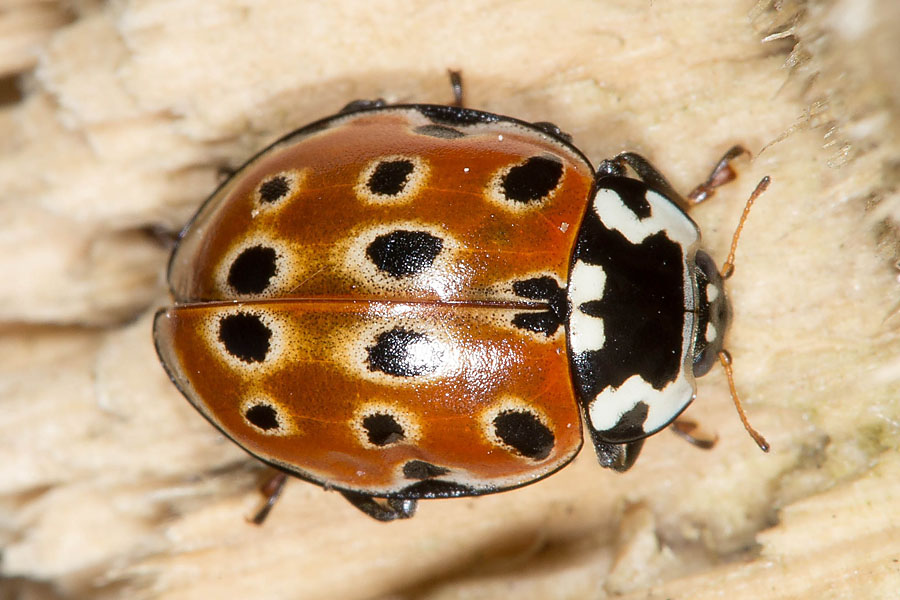 Anatis ocellata - Augenmarienkäfer, Käfer auf Holz