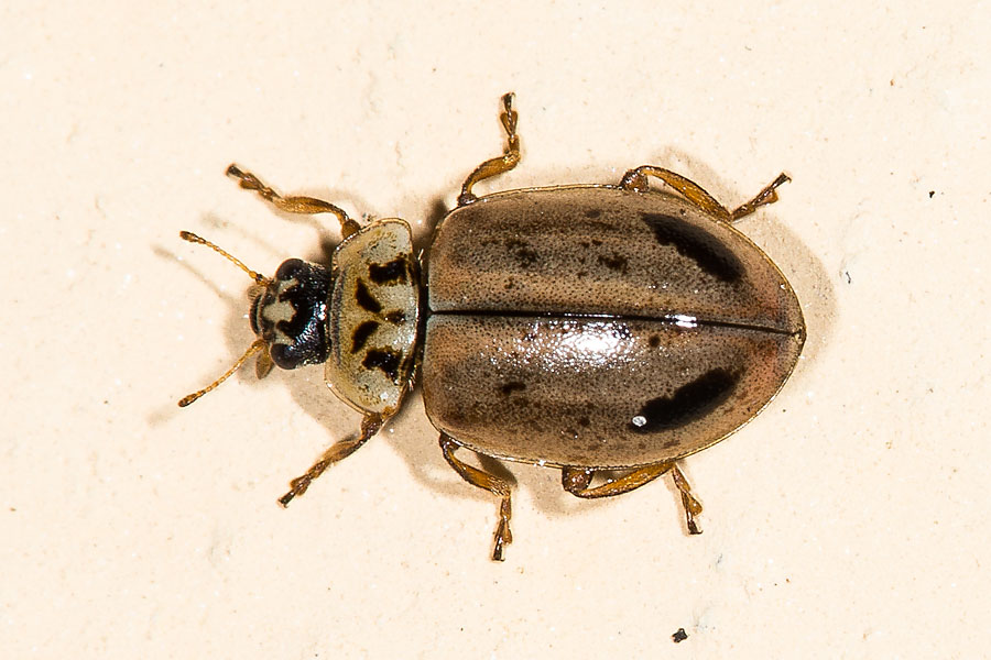 Aphidecta obliterata - Gelbbrauner Marienkäfer, Nadelbaum Marienkäfer, Käfer auf Mauer