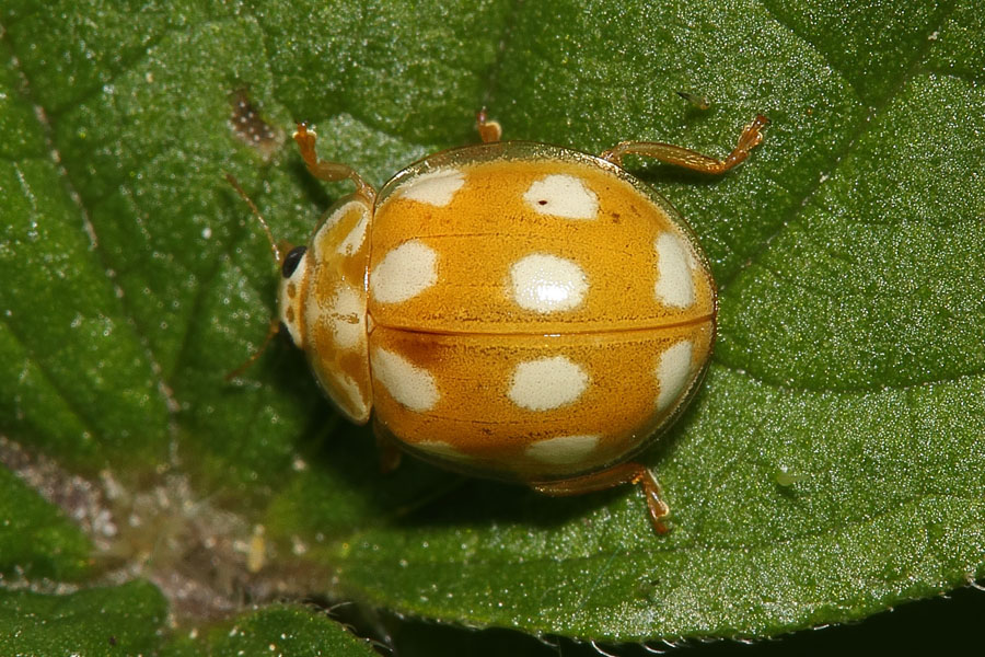 Calvia decemguttata - Licht-Marienkäfer, Käfer auf Blatt