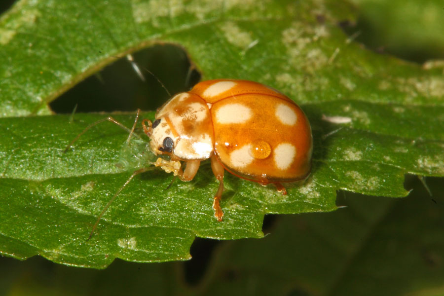 Calvia decemguttata - Licht-Marienkäfer, Käfer auf Blatt