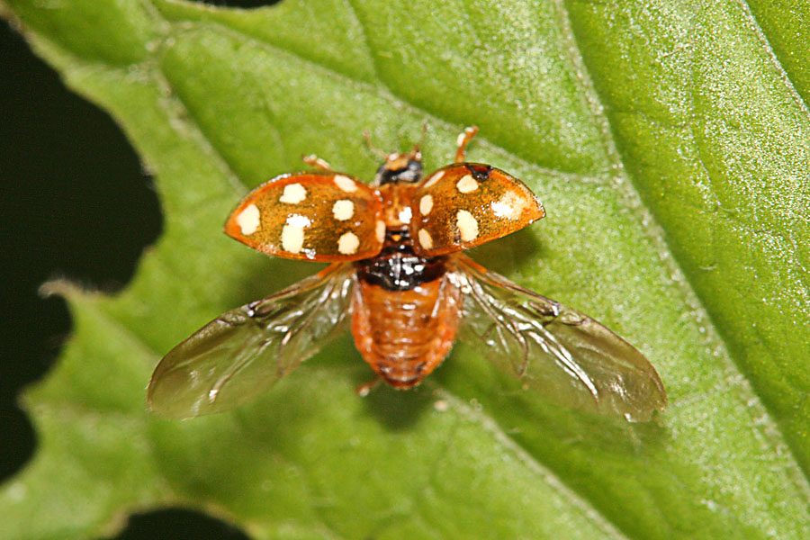 Calvia quatuordecimguttata - Vierzehntropfiger Marienkäfer, Käfer beim Abflug