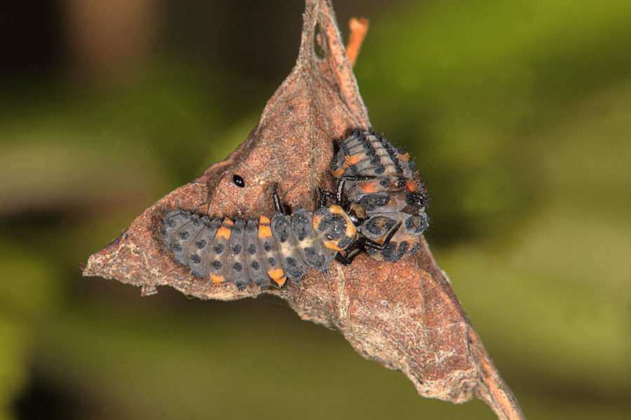 Coccinella septempunctata - Siebenpunkt, Käfer Larven