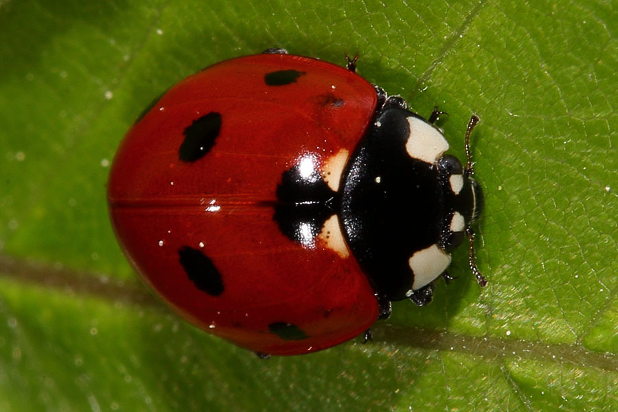 Cocconella - septempunctata, Käfer auf Blatt