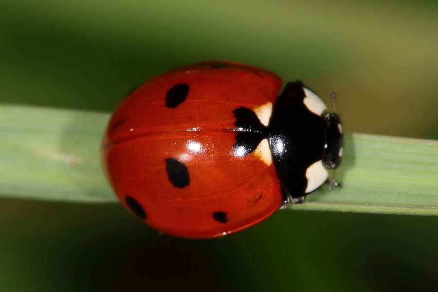 Coccinella septempunctata - Siebenpunkt, Käfer auf Grashalm