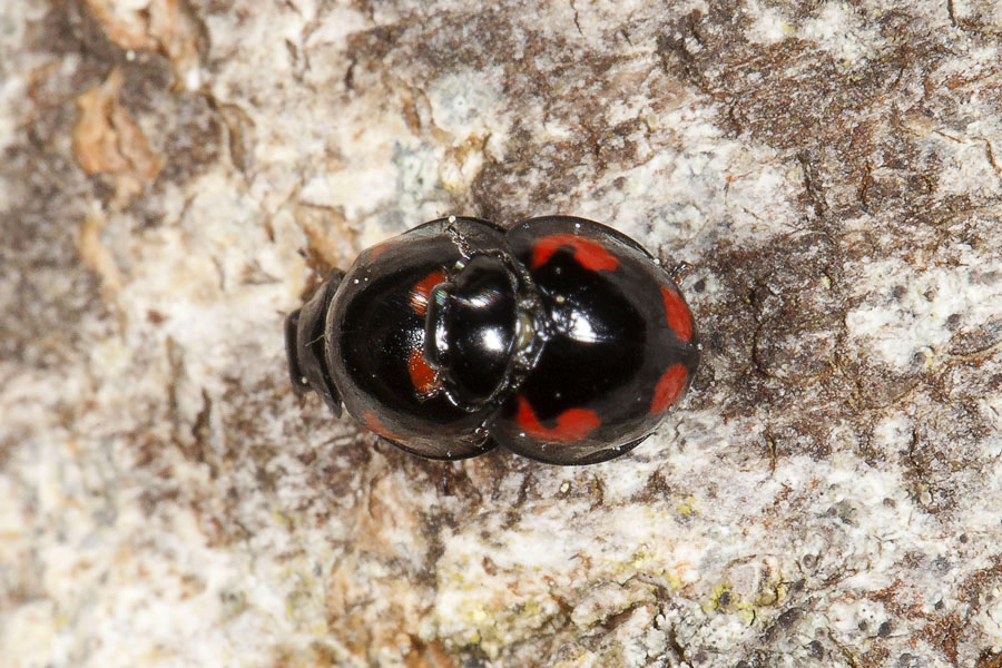 Exochomus quadripustulatus - Vierfleckiger Kugelmarienkäfer, Käfer Paar auf Rinde