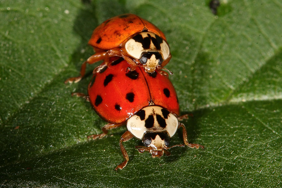 Harmonia axyridis - Asiatischer Marienkäfer, Käfer Paar