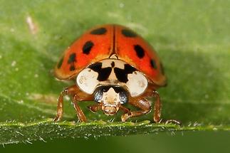 Harmonia axyridis - Asiatischer Marienkäfer, Käfer Portrait