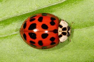 Harmonia axyridis - Asiatischer Marienkäfer, Käfer auf Blatt (1)