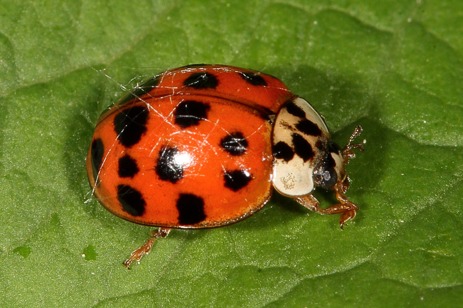 Harmonia axyridis - Asiatischer Marienkäfer, Käfer auf Blatt