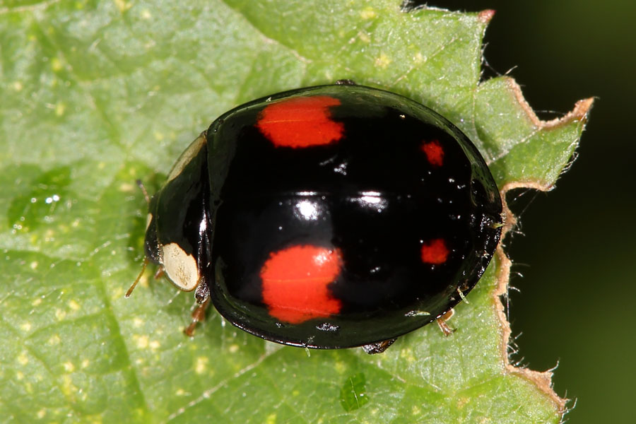 Harmonia axyridis - Asiatischer Marienkäfer, Käfer auf Blatt
