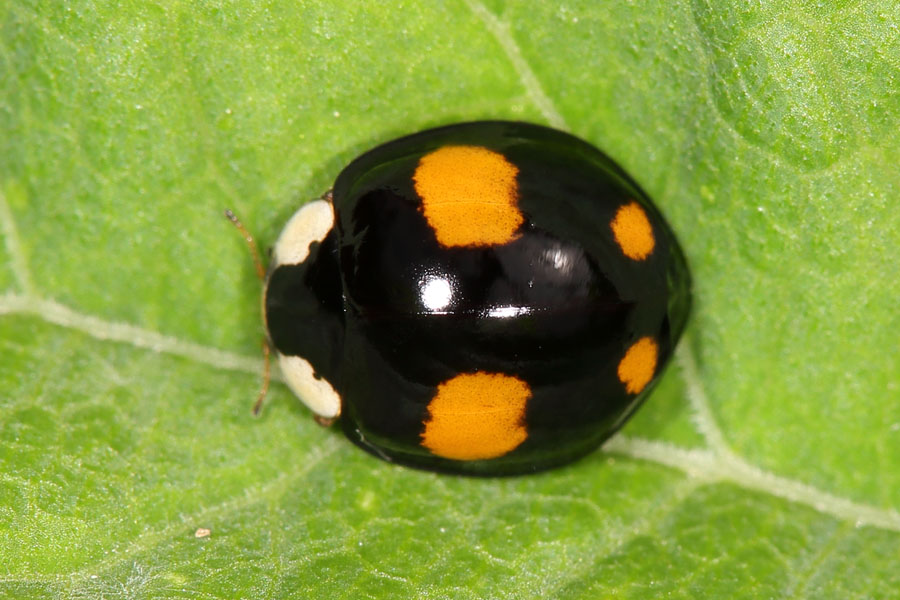 Harmonia axyridis - Asiatischer Marienkäfer, Käfer auf Blatt