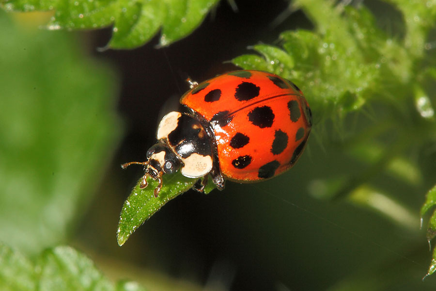 Harmonia axyridis - Asiatischer Marienkäfer, Käfer auf Blatt