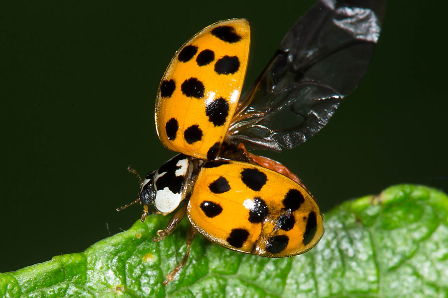 Harmonia axyridis - Asiatischer Marienkäfer, Käfer beim Abflug