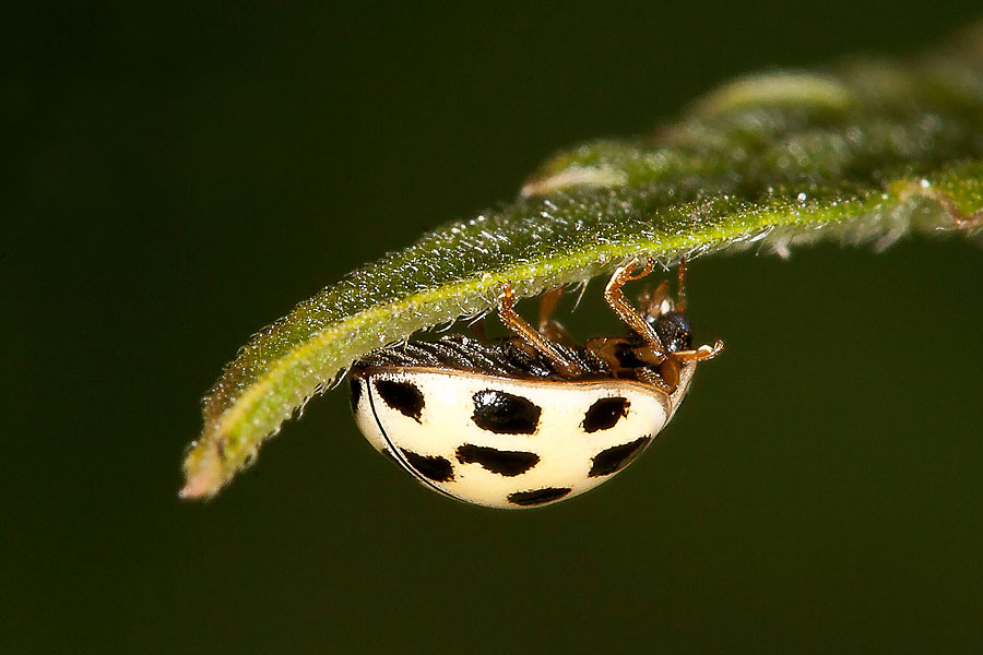 Propylea quatuordecimpunctata - Schwarzgefleckter Marienkäfer, Käfer auf Blattunterseite