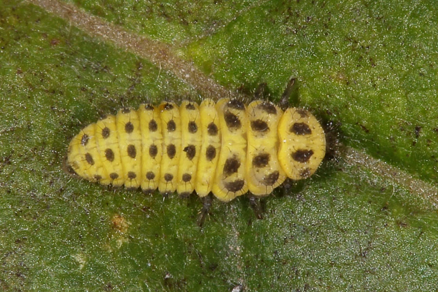Psyllobora vigintiduopunctata - Zweiundzwanzigpunkt-Marienkäfer, Käfer Larve