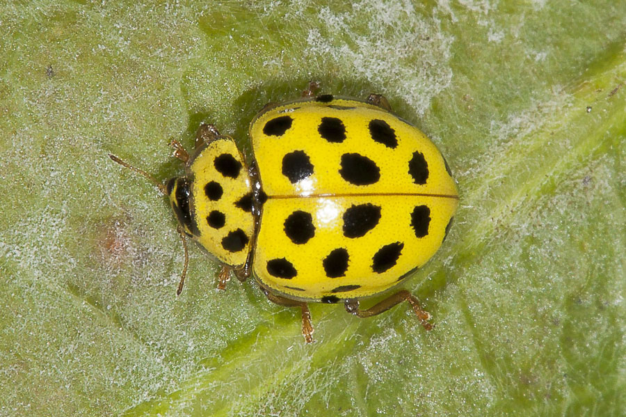Psyllobora vigintiduopunctata - Zweiundzwanzigpunkt-Marienkäfer, Käfer auf Blatt