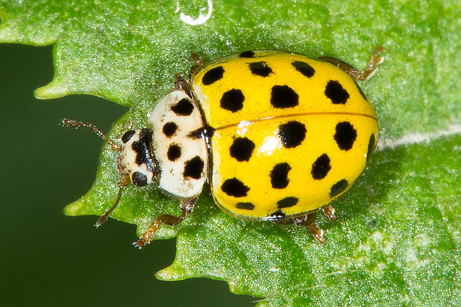 Psyllobora vigintiduopunctata - Zweiundzwanzigpunkt-Marienkäfer, Käfer auf Blatt