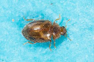 Rhyzobius cf. chrysomeloides - kein dt. Name bekannt, Käfer auf Folie (1)