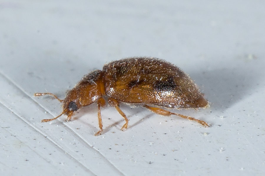 Rhyzobius cf. chrysomeloides - kein dt. Name bekannt, Käfer auf Folie