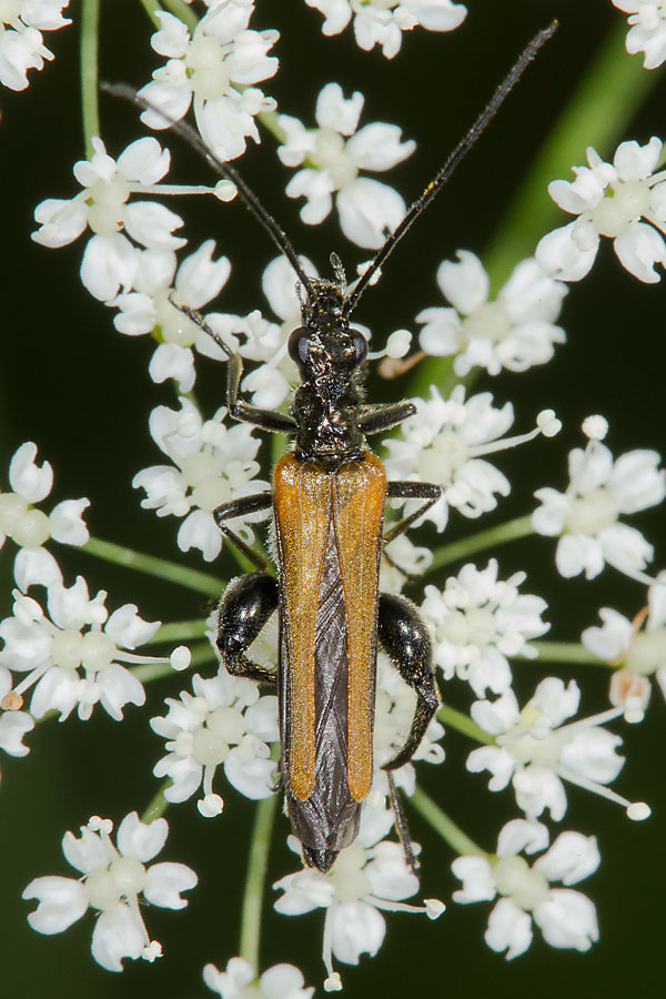 Oedemera femorata - Gemeiner Scheinbockkäfer, Käfer Männchen auf Blüten
