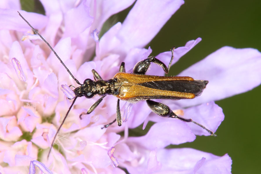 Oedemera femorata - Gemeiner Scheinbockkäfer, Käfer Männchen auf Blume