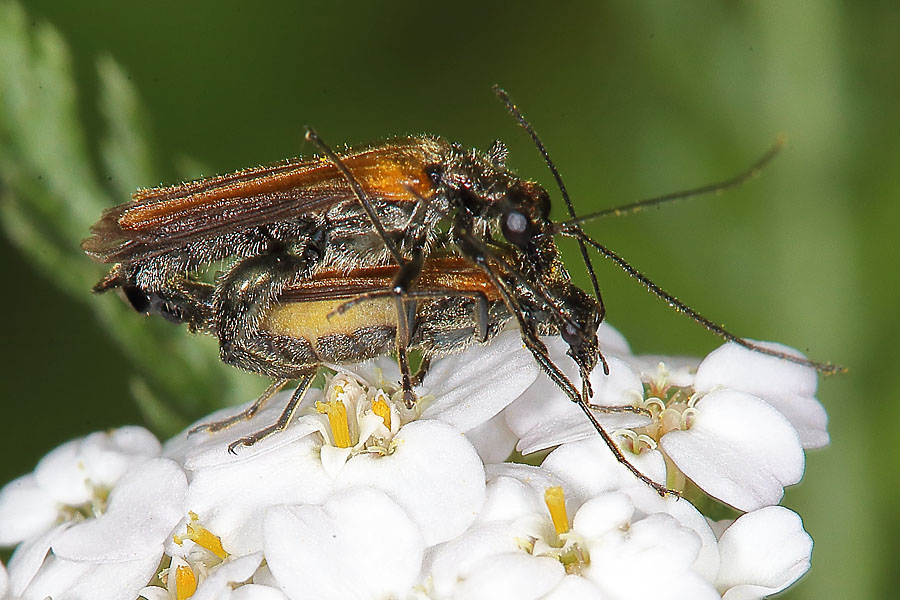 Oedemera femorata - Gemeiner Scheinbockkäfer, Käfer Paar