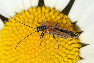 Oedemera femorata - Gemeiner Scheinbockkäfer, Käfer Weibchen auf Gänseblümchen