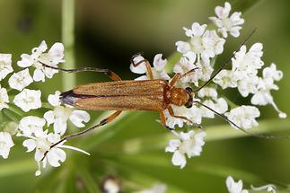 Oedemera podograriae - Echter Schenkelkäfer