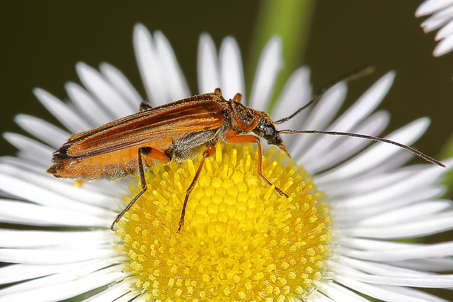 Oedemera podagrariae - Echter Schenkelkäfer, Käfer Weibchen auf Gänseblümchen