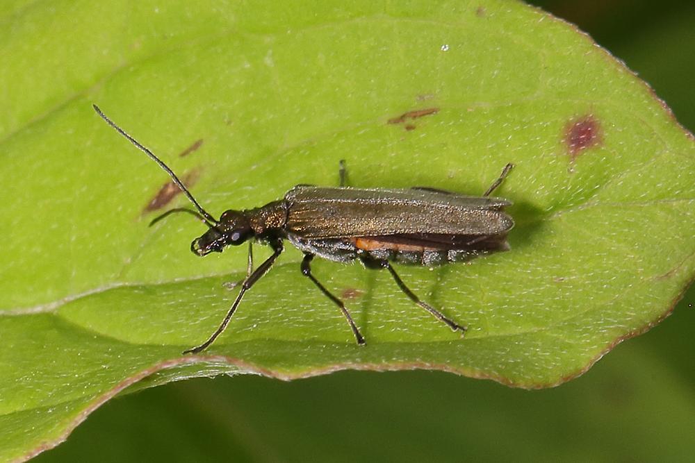 Oedemera virescens - kein dt. Name bekannt