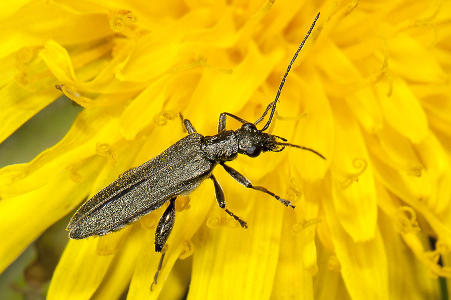 Oedemera virescens - Graugrüner Schenkelkäfer, Käfer auf Löwenzahn