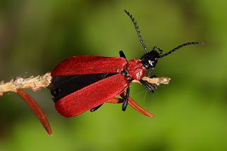 Pyrochroa coccinea - Scharlachroter Feuerkäfer