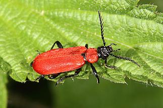 Pyrochroa coccinea - Scharlachroter Feuerkäfer, Käfer auf Blatt