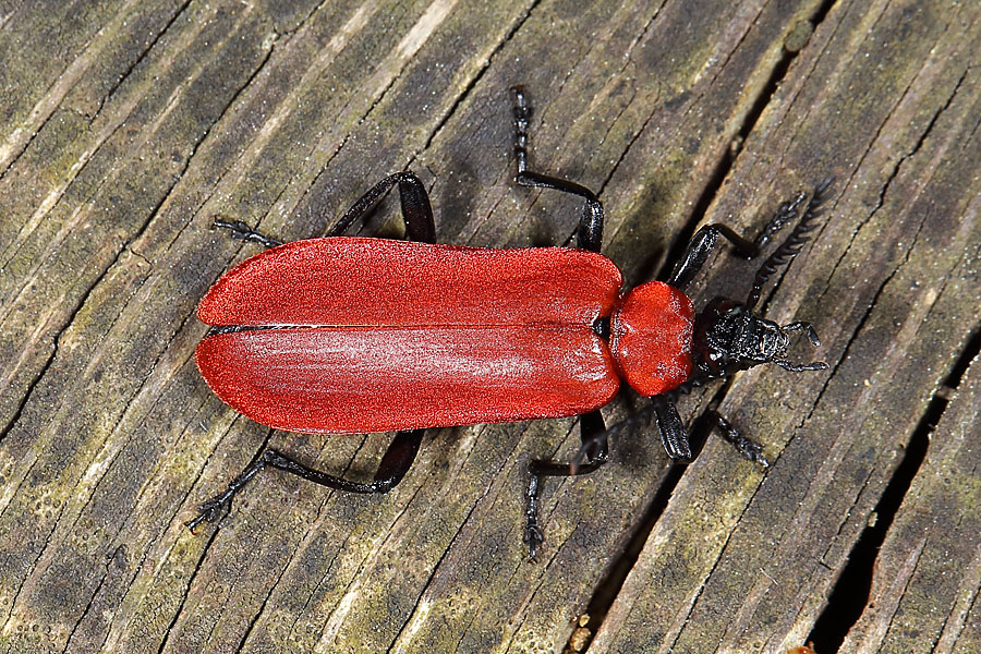Pyrochroa coccinea - Scharlachroter Feuerkäfer, Käfer auf Holz