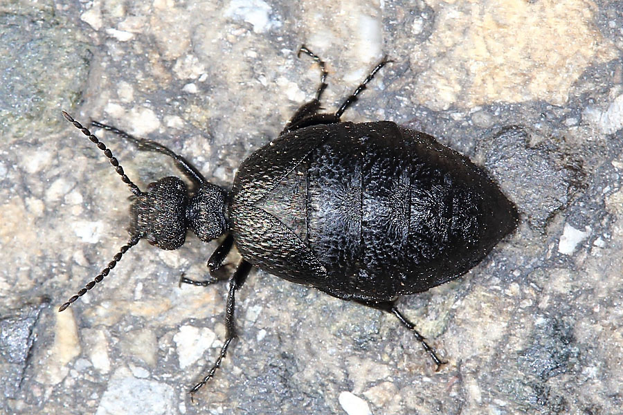 Meloe rugosus - Mattschwarzer Maiwurmkäfer, Käfer Weibchen auf Straße